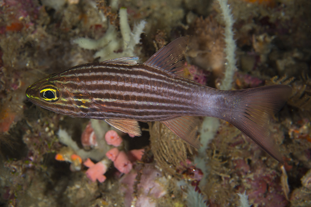 Cheilodipterus macrodon