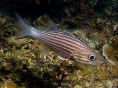 Cheilodipterus macrodon