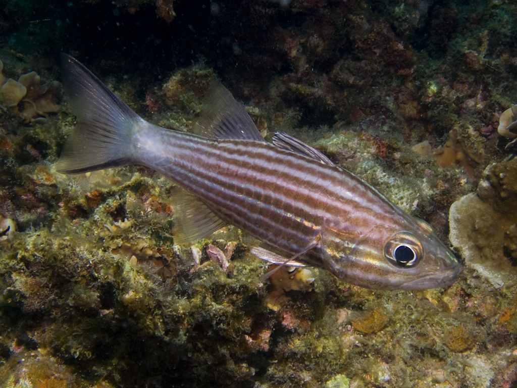 Cheilodipterus macrodon
