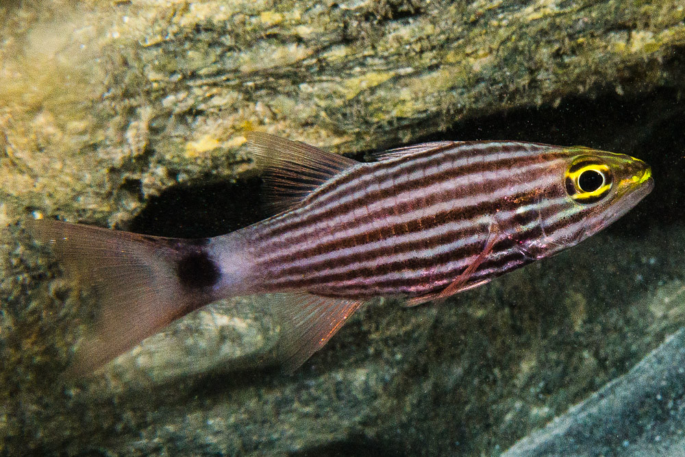 Tiger Cardinalfish - Cheilodipterus macrodon