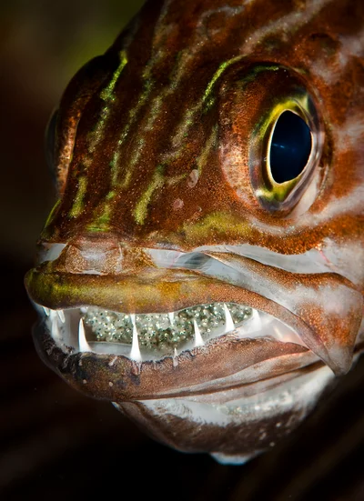 Tiger cardinalfish (Cheilodipterus macrodon)