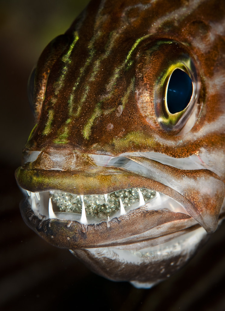 Tiger cardinalfish (Cheilodipterus macrodon)