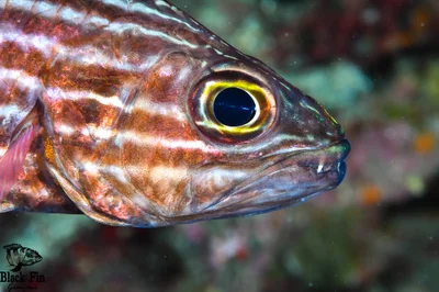 Tiger Cardinalfish (Cheilodipterus macrodon)