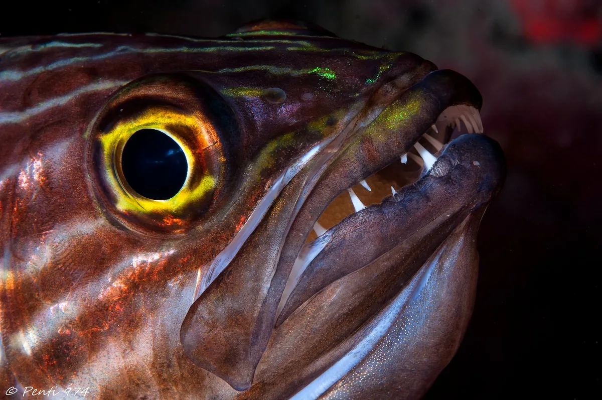 Apogon à grandes dents - tiger cardinalfish - Cheilodipterus macrodon