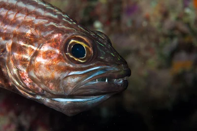 Tiger Cardinalfish ( Cheilodipterus macrodon ) eggs in mouth