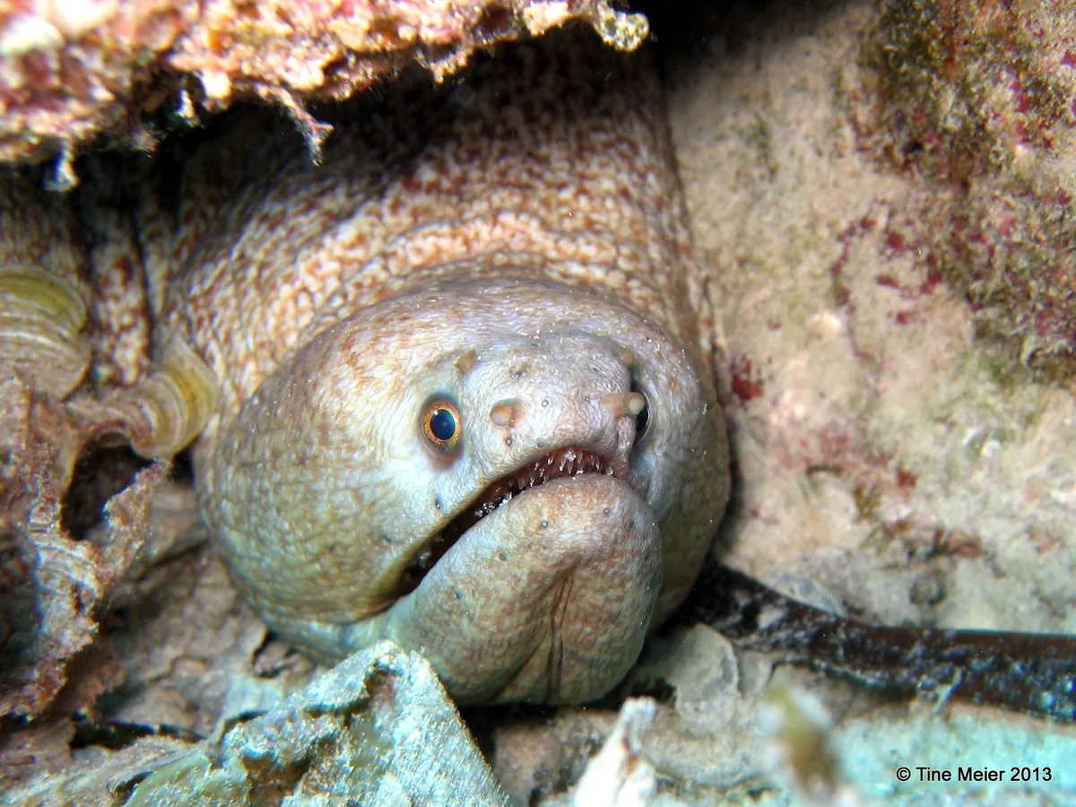 Needle-tooth moray - Nadelzahnmuräne - Uropterygius macrocephalus (Mauritius, Pereybere)