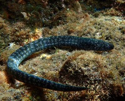 Uropterygius macrocephalus - L'Étang-Salé, RE-PL, RE