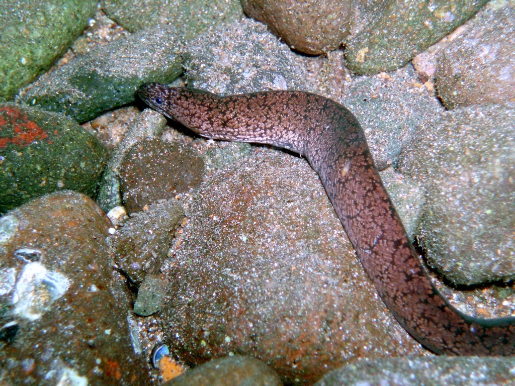 Uropterygius macrocephalus - Anilao, Philippines (Basura)