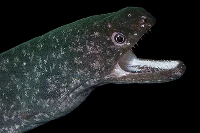 Uropterygius macrocephalus - Kailua-Kona, HI, USA