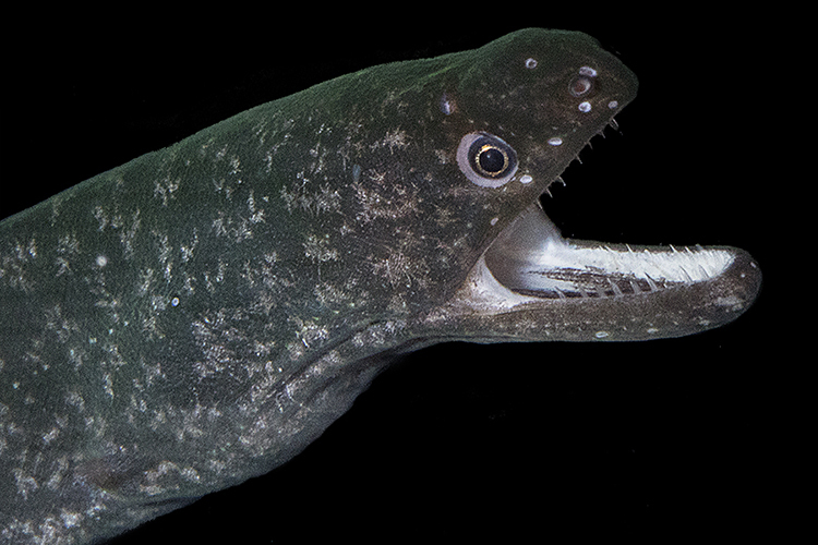 Uropterygius macrocephalus - Kailua-Kona, HI, USA