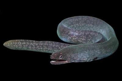 Uropterygius macrocephalus - Kailua-Kona, HI, USA