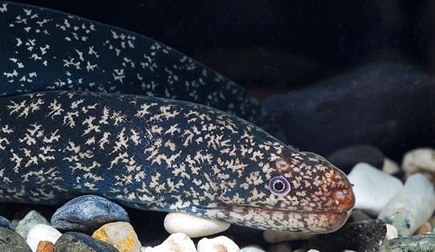 Largehead Snakemoray
