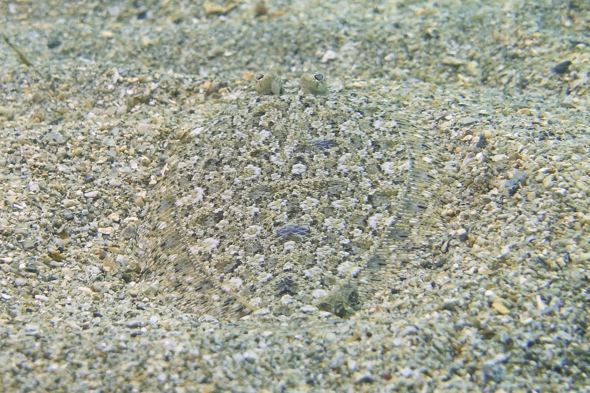 Largescale dwarf flounder