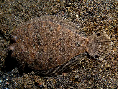Largescale Flounder