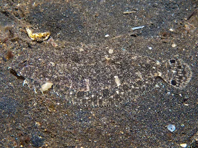 Largescale Flounder