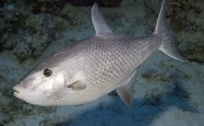 Largescale Triggerfish