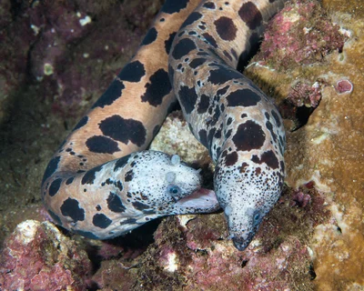 Large-spotted Snake Moray (Uropterygius polyspilus)