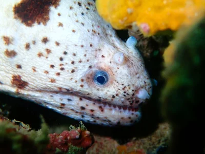 Uropterygius polyspilus - Wasini Channel, Kenya
