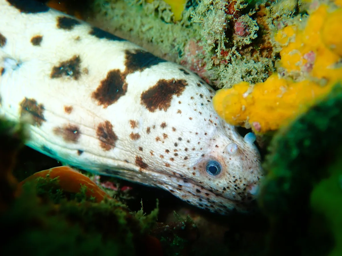 Uropterygius polyspilus - Wasini Channel, Kenya