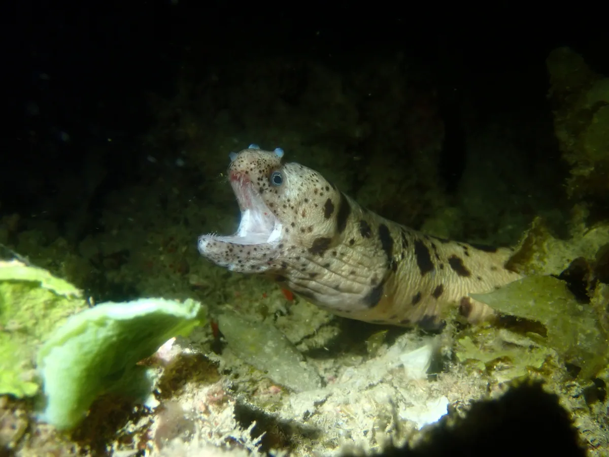 Uropterygius polyspilus - Wasini Channel, Kenya