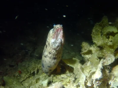 Uropterygius polyspilus - Wasini Channel, Kenya