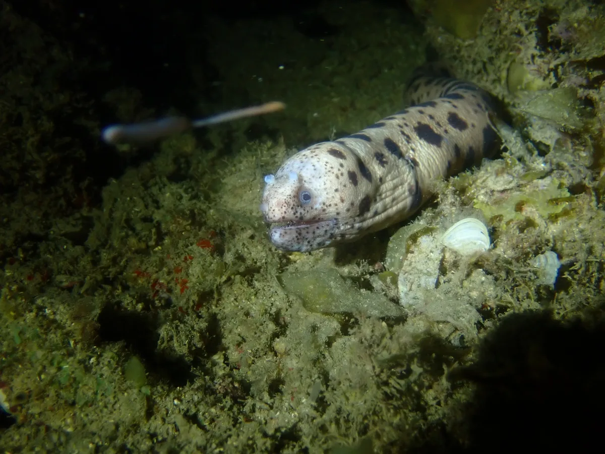 Uropterygius polyspilus - Wasini Channel, Kenya