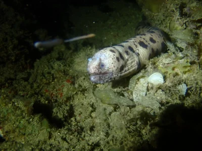 Uropterygius polyspilus - Wasini Channel, Kenya