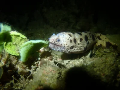 Uropterygius polyspilus - Wasini Channel, Kenya