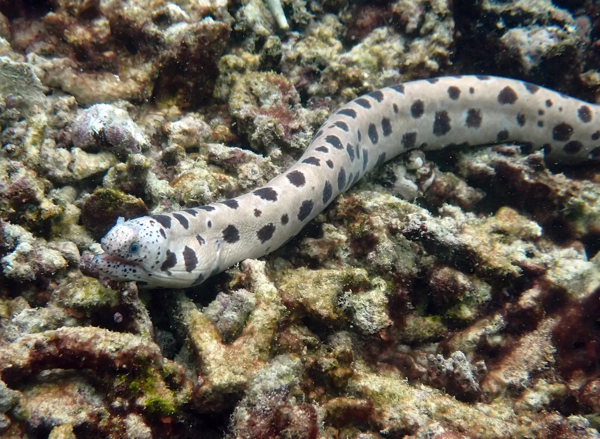 Uropterygius polyspilus - Baie Sainte Anne, Seychelles
