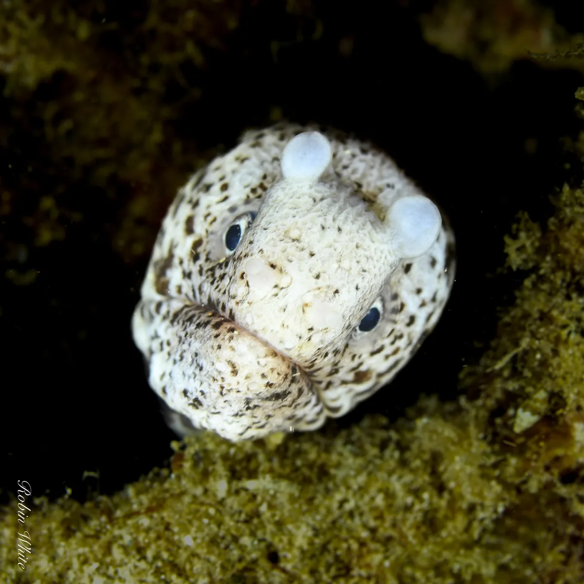 Uropterygius polyspilus - North Pacific Ocean, HI, US