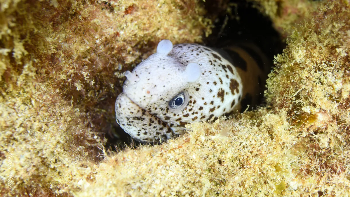 Uropterygius polyspilus - North Pacific Ocean, HI, US