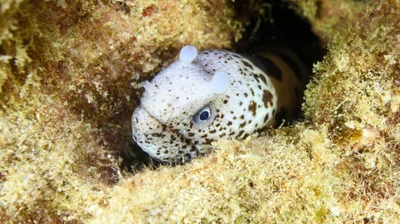 Uropterygius polyspilus - North Pacific Ocean, HI, US