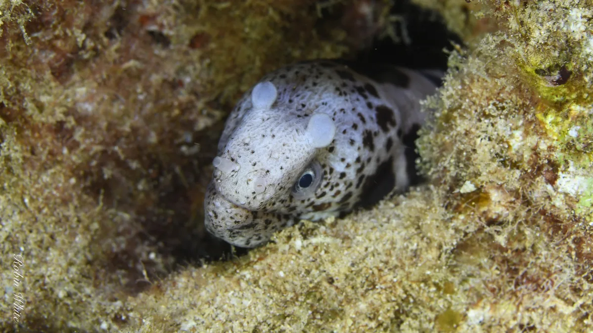 Uropterygius polyspilus - North Pacific Ocean, HI, US