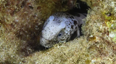 Uropterygius polyspilus - North Pacific Ocean, HI, US