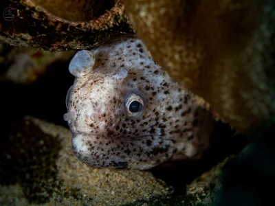 Uropterygius polyspilus - Hawaii, US
