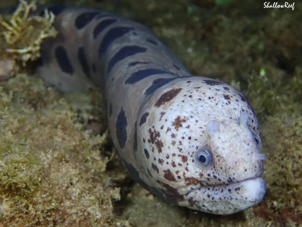 Uropterygius polyspilus - Hawaii, US