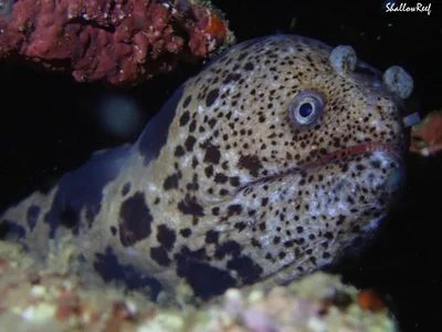 Uropterygius polyspilus - Hawaii, US