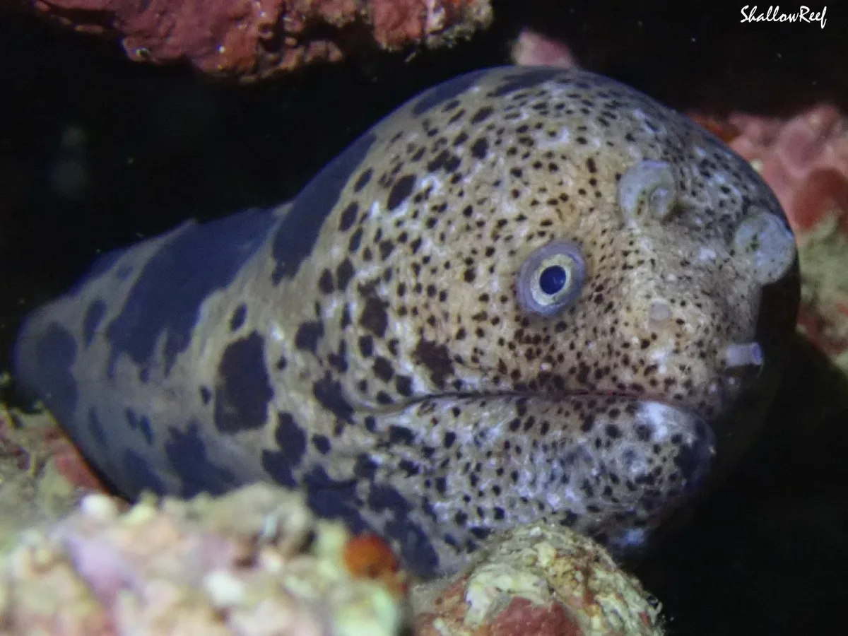 Uropterygius polyspilus - Hawaii, US