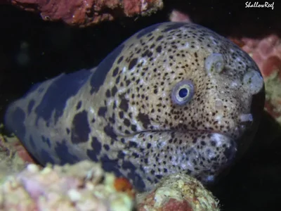 Uropterygius polyspilus - Hawaii, US