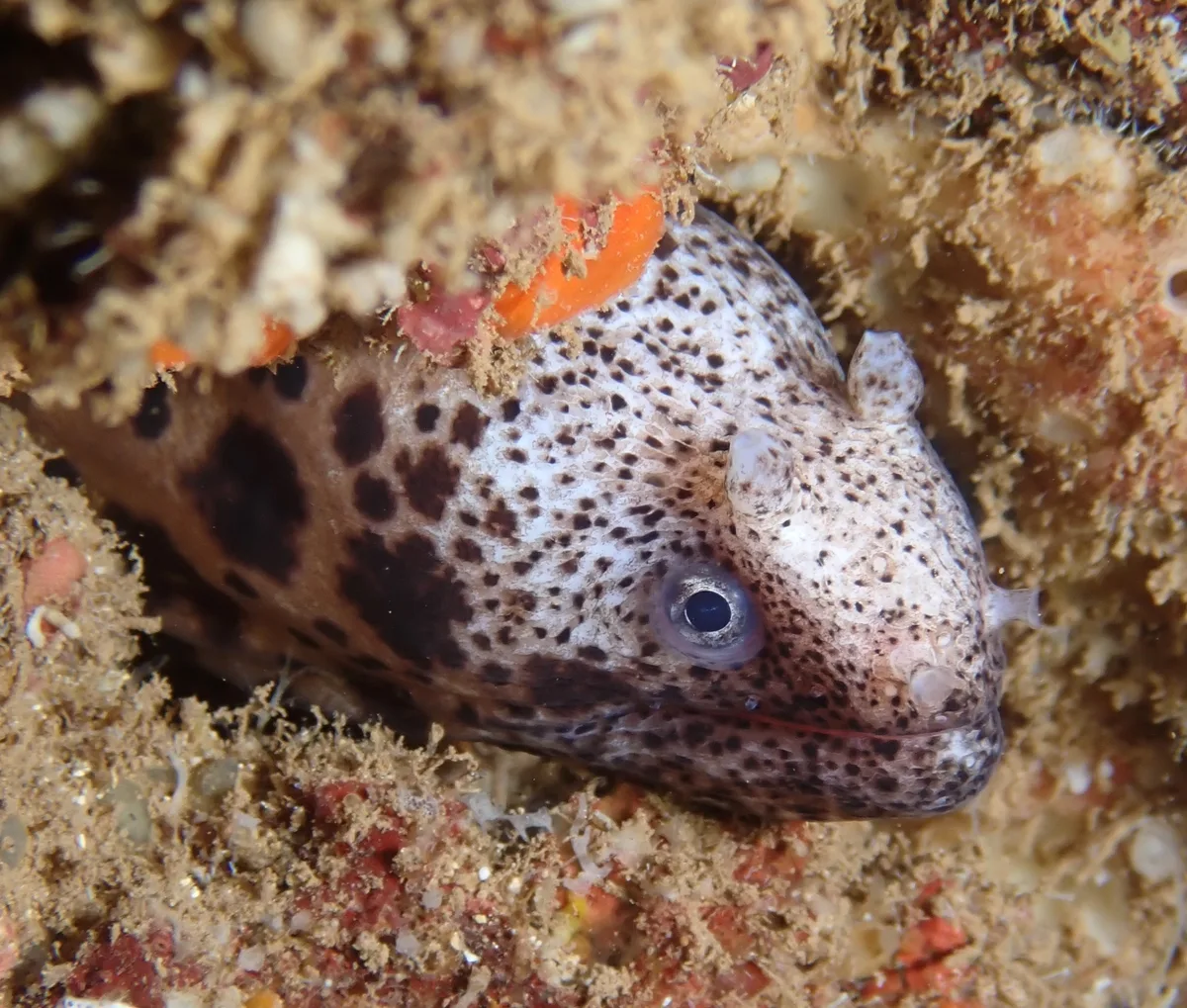 Uropterygius polyspilus - Haleiwa Ali'i