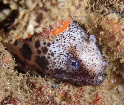 Uropterygius polyspilus - Haleiwa Ali'i