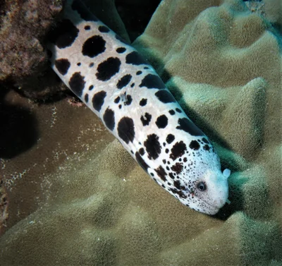 Uropterygius polyspilus - Molokini, Hawaii, USA