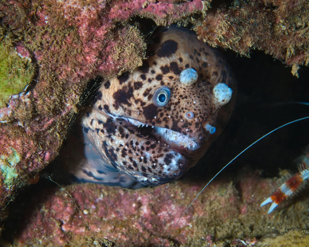 Uropterygius polyspilus - Haleiwa, HI