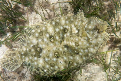 Largetooth Flounder