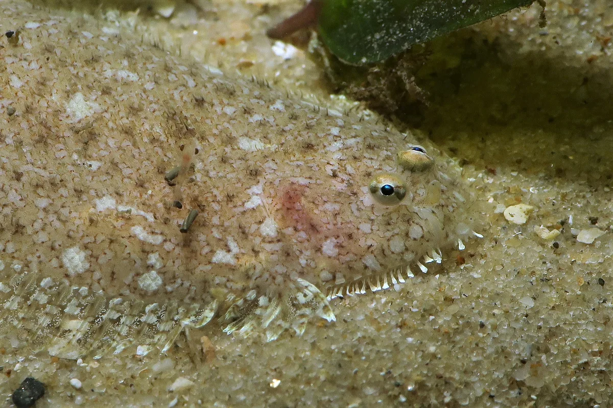 Largetooth Flounder