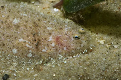 Largetooth Flounder
