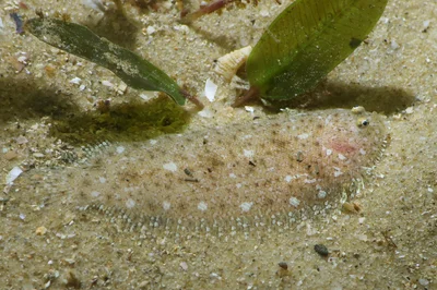 Largetooth Flounder
