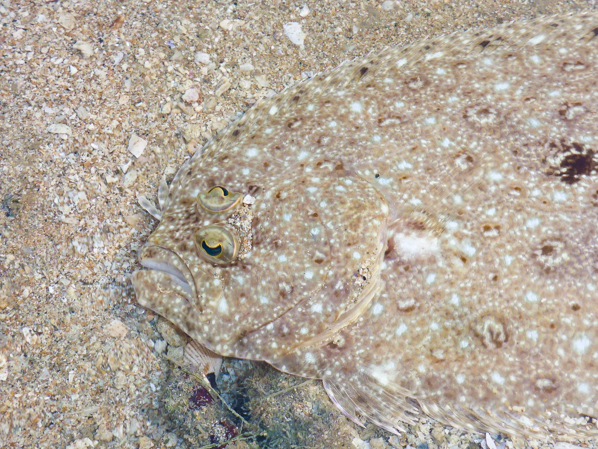 Largetooth Flounder