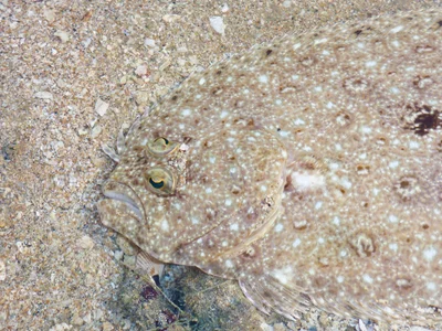 Largetooth Flounder
