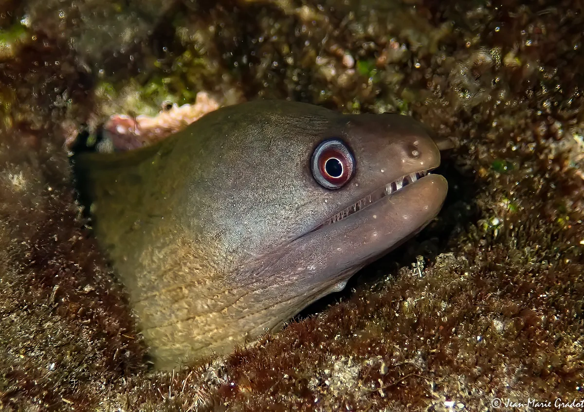 Gymnothorax buroensis juvenile (pour Phil)
